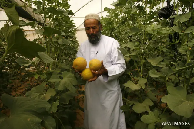 Palestinian farmers collect a melons crop from their fields in the city of Rafah, Southern Gaza Strip, 21 May 2012. Rafah, a city bordering Israel, is one of the largest agricultural areas in the Gaza Strip. Photo by Eya...