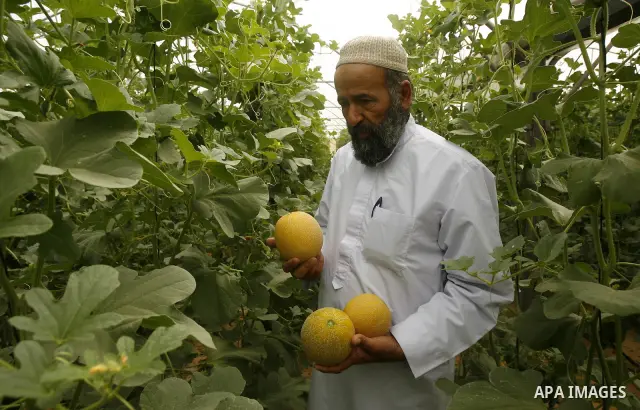 Palestinian farmers collect a melons crop from their fields in the city of Rafah, Southern Gaza Strip, 21 May 2012. Rafah, a city bordering Israel, is one of the largest agricultural areas in the Gaza Strip. Photo by Eya...