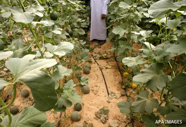 Palestinian farmers collect a melons crop from their fields in the city of Rafah, Southern Gaza Strip, 21 May 2012. Rafah, a city bordering Israel, is one of the largest agricultural areas in the Gaza Strip. Photo by Eya...