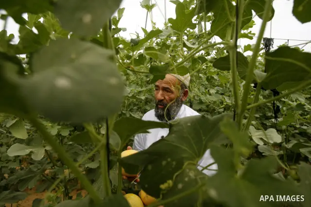 Palestinian farmers collect a melons crop from their fields in the city of Rafah, Southern Gaza Strip, 21 May 2012. Rafah, a city bordering Israel, is one of the largest agricultural areas in the Gaza Strip. Photo by Eya...