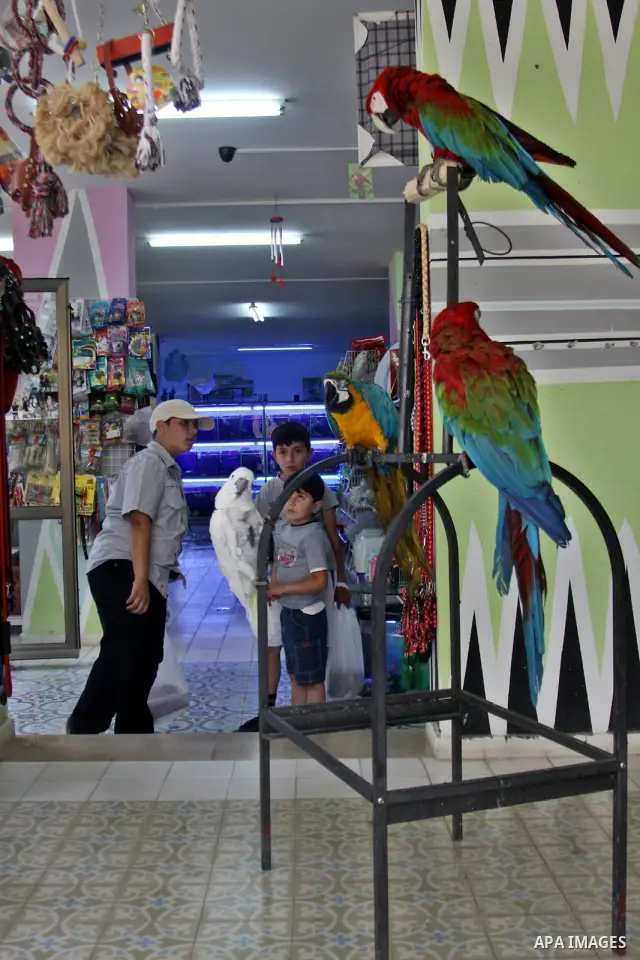A Palestinian vendor displays the birds for sale in his shop in the West Bank city of Nablus, on May 22, 2012. Photo by Nedal Shtieh.