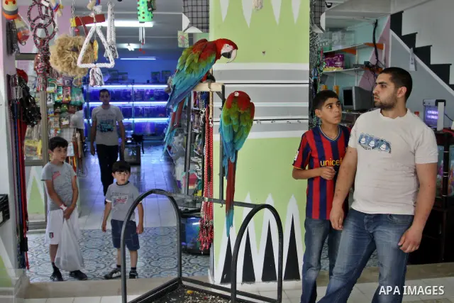 A Palestinian vendor displays the birds for sale in his shop in the West Bank city of Nablus, on May 22, 2012. Photo by Nedal Shtieh.