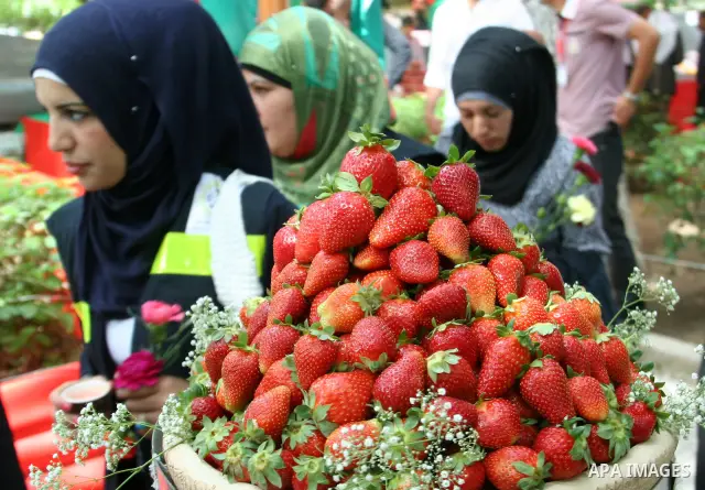 Palestinian women participate in the opening of Palestinian agricultural festival at strawberry and roses , in the West Bank city of Nablus on May 23, 2012. Photo by Nedal Eshtayah