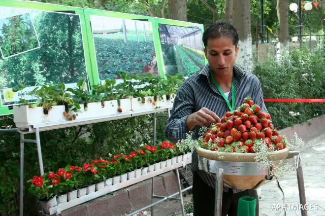 A Palestinian man participates in the opening of Palestinian agricultural festival at strawberry and roses , in the West Bank city of Nablus on May 23, 2012. Photo by Nedal Eshtayah