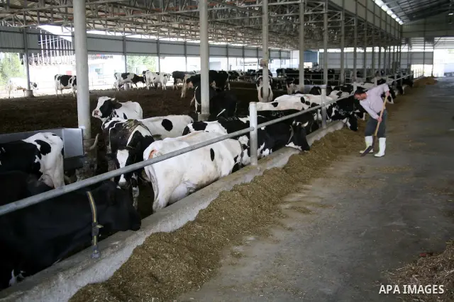 A Palestinian feeds his cows for the benefit of milk and meat at Al Rayyan Farm located in the area south of Al Zaheria in Hebron, on May 23, 2012. Palestinian dairy factories evolved in recent to compete the israeli fac...