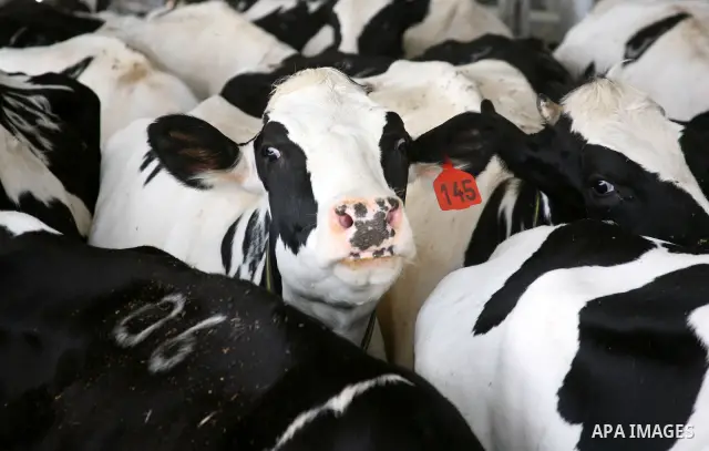 A Palestinian feeds his cows for the benefit of milk and meat at Al Rayyan Farm located in the area south of Al Zaheria in Hebron, on May 23, 2012. Palestinian dairy factories evolved in recent to compete the israeli fac...