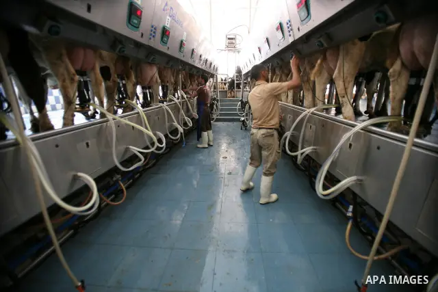 A Palestinian feeds his cows for the benefit of milk and meat at Al Rayyan Farm located in the area south of Al Zaheria in Hebron, on May 23, 2012. Palestinian dairy factories evolved in recent to compete the israeli fac...