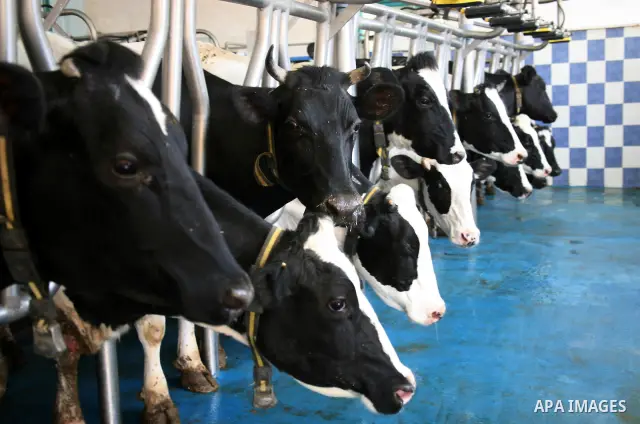 A Palestinian feeds his cows for the benefit of milk and meat at Al Rayyan Farm located in the area south of Al Zaheria in Hebron, on May 23, 2012. Palestinian dairy factories evolved in recent to compete the israeli fac...