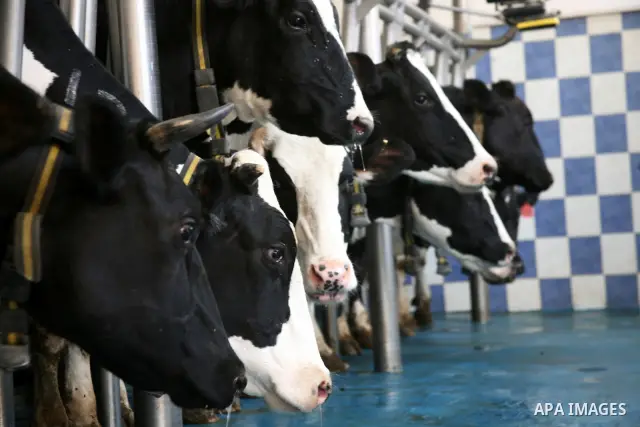 A Palestinian feeds his cows for the benefit of milk and meat at Al Rayyan Farm located in the area south of Al Zaheria in Hebron, on May 23, 2012. Palestinian dairy factories evolved in recent to compete the israeli fac...