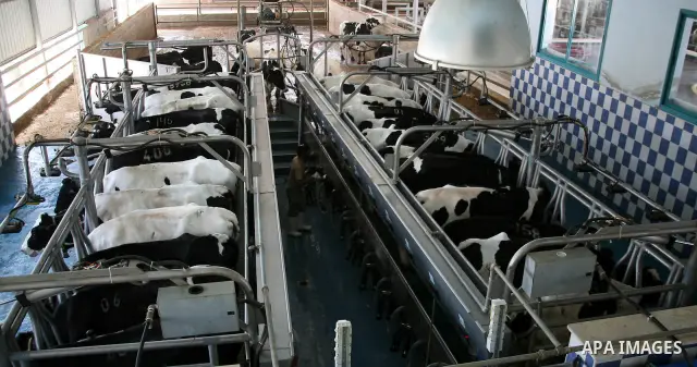 A Palestinian feeds his cows for the benefit of milk and meat at Al Rayyan Farm located in the area south of Al Zaheria in Hebron, on May 23, 2012. Palestinian dairy factories evolved in recent to compete the israeli fac...