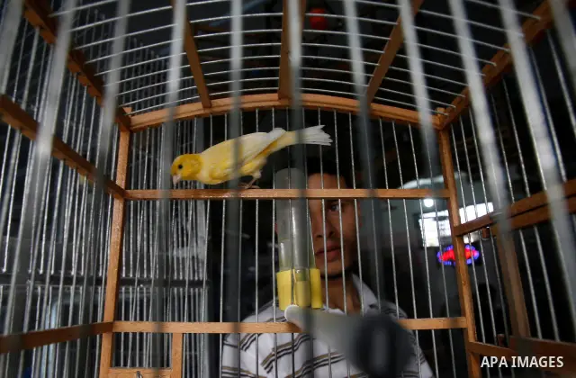 A Palestinian vendor displays different types of birds at his shop in the southern Gaza, Rafah refugee camp on May 24, 2012. Photo by Eyad Al Baba