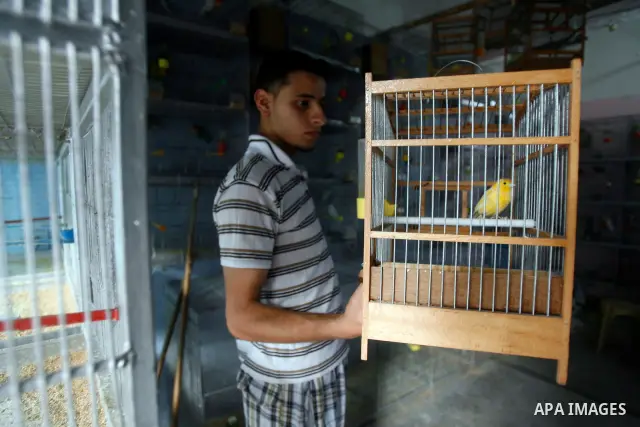 A Palestinian vendor displays different types of birds at his shop in the southern Gaza, Rafah refugee camp on May 24, 2012. Photo by Eyad Al Baba