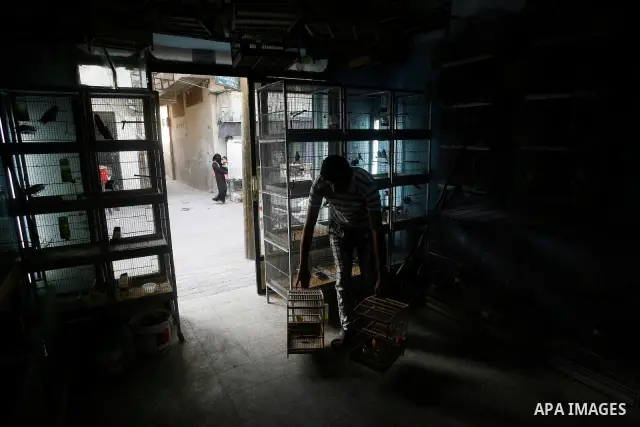 A Palestinian vendor displays different types of birds at his shop in the southern Gaza, Rafah refugee camp on May 24, 2012. Photo by Eyad Al Baba