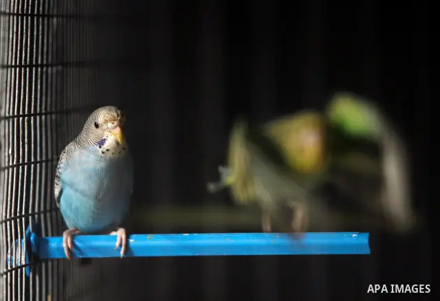 A Palestinian vendor displays different types of birds at his shop in the southern Gaza, Rafah refugee camp on May 24, 2012. Photo by Eyad Al Baba