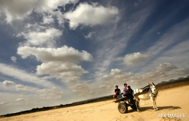 Palestinian boys ride a donkey cart in in Rafah, near the Israel border, in the southern Gaza Strip, 26 May 2012. the annual wheat harvest season in Rafah, near the Israel border. Photo by Eyad Al Baba