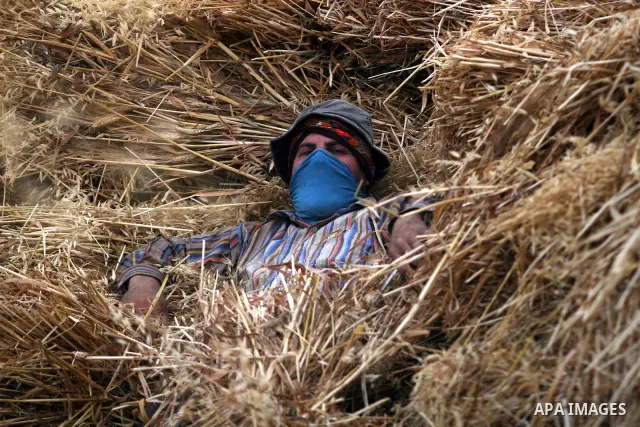 Palestinian farmers load a combine harvester with wheat during the annual harvest season in the village of Deir Ballout, west of the city of Ramallah, in the Israeli occupied Palestinian West Bank on May 27, 2012.The Pal...