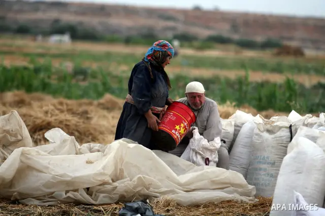 Palestinian farmers load a combine harvester with wheat during the annual harvest season in the village of Deir Ballout, west of the city of Ramallah, in the Israeli occupied Palestinian West Bank on May 27, 2012.The Pal...