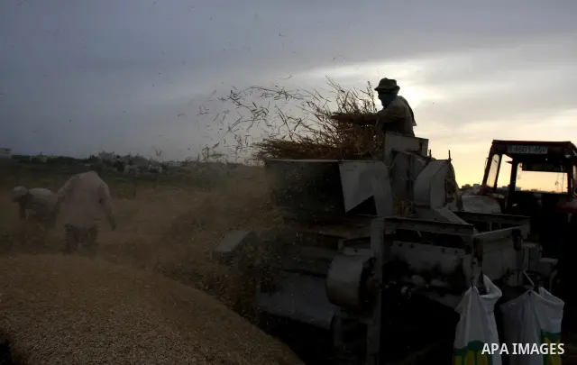 Palestinian farmers load a combine harvester with wheat during the annual harvest season in the village of Deir Ballout, west of the city of Ramallah, in the Israeli occupied Palestinian West Bank on May 27, 2012.The Pal...
