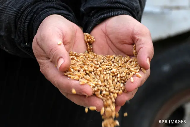 A Palestinian farmer woman harvests wheat by hand on her farm in the village of Deir Ballout, west of the city of Ramallah, in the Israeli occupied Palestinian West Bank on May 27, 2012.The Palestinian economy is experie...