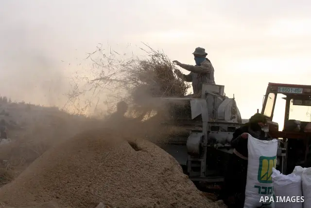 Palestinian farmers load a combine harvester with wheat during the annual harvest season in the village of Deir Ballout, west of the city of Ramallah, in the Israeli occupied Palestinian West Bank on May 27, 2012.The Pal...