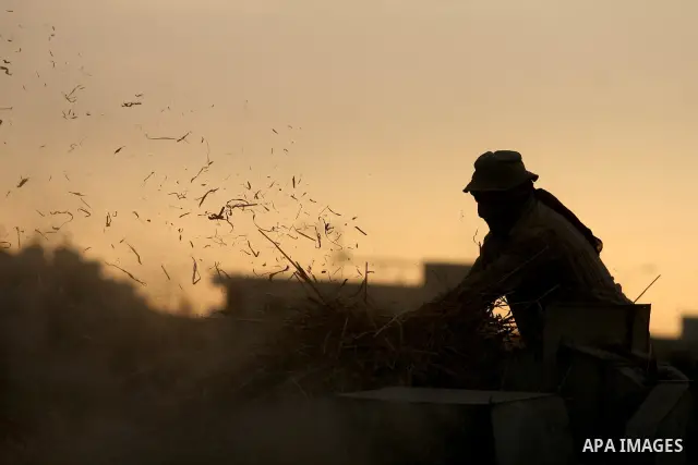 Palestinian farmers load a combine harvester with wheat during the annual harvest season in the village of Deir Ballout, west of the city of Ramallah, in the Israeli occupied Palestinian West Bank on May 27, 2012.The Pal...
