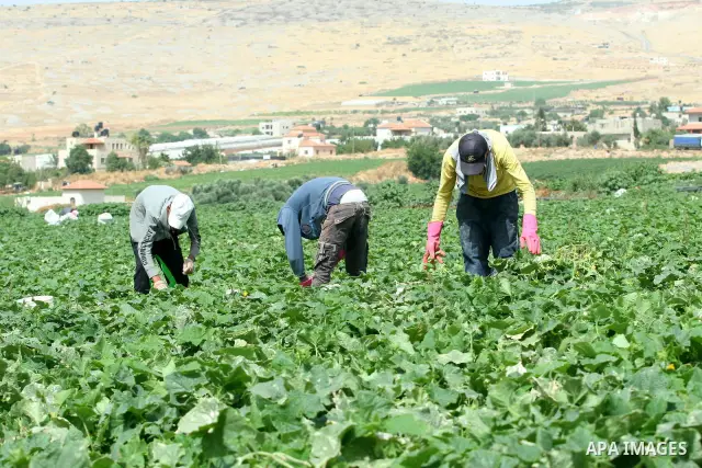 Palestinian farmers harvest Armenian cucumbers known locally as Faqoos in Fara refugee camp near in the West Bank city of Jenin. in the Israeli occupied Palestinian West Bank on May 29, 2012. The Palestinian economy is e...