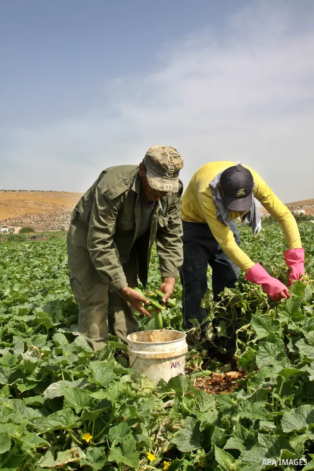Palestinian farmers harvest Armenian cucumbers known locally as Faqoos in Fara refugee camp near in the West Bank city of Jenin. in the Israeli occupied Palestinian West Bank on May 29, 2012. The Palestinian economy is e...