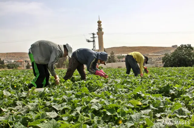 Palestinian farmers harvest Armenian cucumbers known locally as Faqoos in Fara refugee camp near in the West Bank city of Jenin. in the Israeli occupied Palestinian West Bank on May 29, 2012. The Palestinian economy is e...