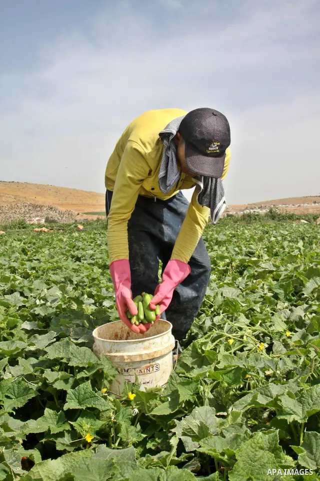 Palestinian farmers harvest Armenian cucumbers known locally as Faqoos in Fara refugee camp near in the West Bank city of Jenin. in the Israeli occupied Palestinian West Bank on May 29, 2012. The Palestinian economy is e...