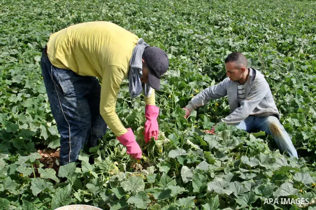 Palestinian farmers harvest Armenian cucumbers known locally as Faqoos in Fara refugee camp near in the West Bank city of Jenin. in the Israeli occupied Palestinian West Bank on May 29, 2012. The Palestinian economy is e...