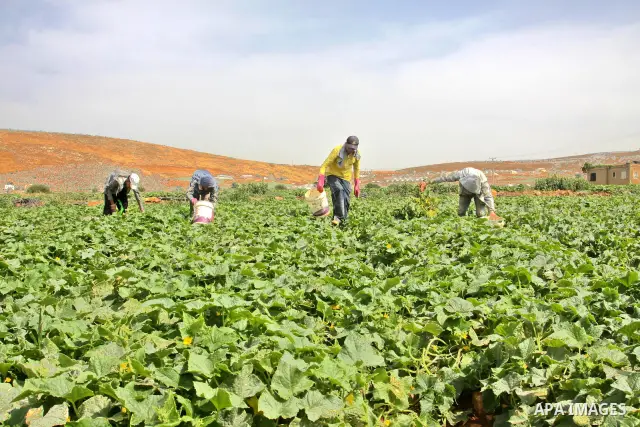 Palestinian farmers harvest Armenian cucumbers known locally as Faqoos in Fara refugee camp near in the West Bank city of Jenin. in the Israeli occupied Palestinian West Bank on May 29, 2012. The Palestinian economy is e...