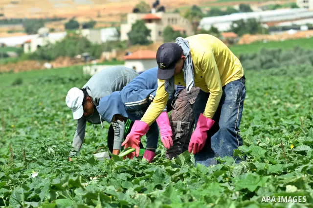 Palestinian farmers harvest Armenian cucumbers known locally as Faqoos in Fara refugee camp near in the West Bank city of Jenin. in the Israeli occupied Palestinian West Bank on May 29, 2012. The Palestinian economy is e...