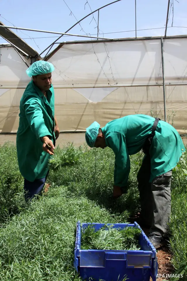 Palestinian farmers pick of the medicinal herbs and packed in cartons and exported to be sold in the countries of Europe, in the village of Tamoun near in the West Bank city of Jenin, on May 30, 2012. The Palestinian eco...