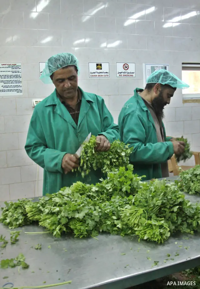 Palestinian farmers pick of the medicinal herbs and packed in cartons and exported to be sold in the countries of Europe, in the village of Tamoun near in the West Bank city of Jenin, on May 30, 2012. The Palestinian eco...
