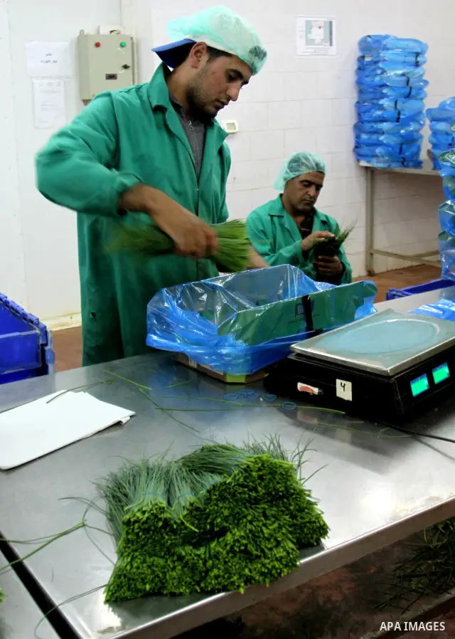 Palestinian farmers pick of the medicinal herbs and packed in cartons and exported to be sold in the countries of Europe, in the village of Tamoun near in the West Bank city of Jenin, on May 30, 2012. The Palestinian eco...