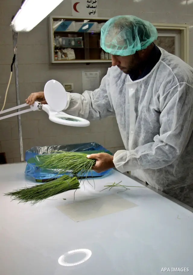 Palestinian farmers pick of the medicinal herbs and packed in cartons and exported to be sold in the countries of Europe, in the village of Tamoun near in the West Bank city of Jenin, on May 30, 2012. The Palestinian eco...