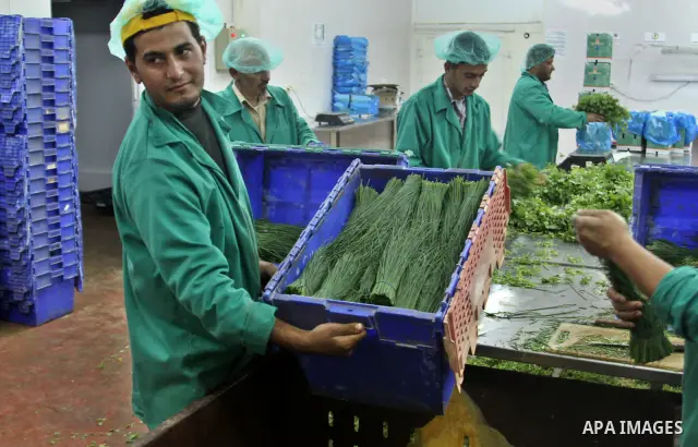 Palestinian farmers pick of the medicinal herbs and packed in cartons and exported to be sold in the countries of Europe, in the village of Tamoun near in the West Bank city of Jenin, on May 30, 2012. The Palestinian eco...