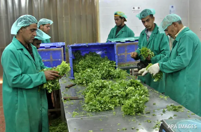 Palestinian farmers pick of the medicinal herbs and packed in cartons and exported to be sold in the countries of Europe, in the village of Tamoun near in the West Bank city of Jenin, on May 30, 2012. The Palestinian eco...