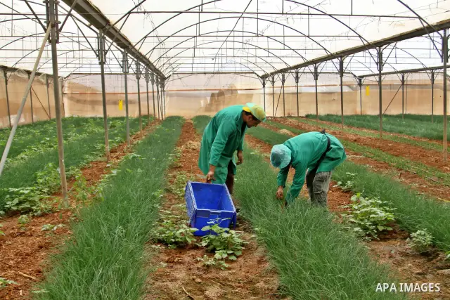 Palestinian farmers pick of the medicinal herbs and packed in cartons and exported to be sold in the countries of Europe, in the village of Tamoun near in the West Bank city of Jenin, on May 30, 2012. The Palestinian eco...