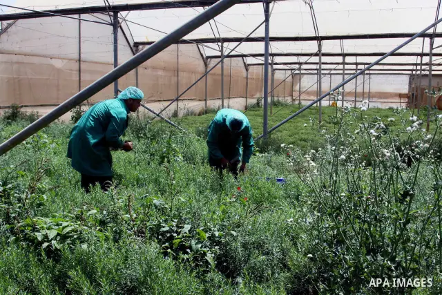 Palestinian farmers pick of the medicinal herbs and packed in cartons and exported to be sold in the countries of Europe, in the village of Tamoun near in the West Bank city of Jenin, on May 30, 2012. The Palestinian eco...