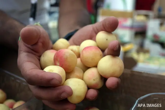 A Palestinian vendor decorates apricots during the opening of "Apricot Exhibition" in the village of Jaffna in the West Bank city of Ramallah, Thursday June 14, 2012. Photo by Issam Rimawi