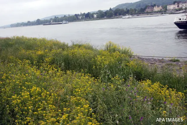 Ships in the River Rhine near the city of Bonn in Germany on 15 June 2012. The Rhine is one of the longest and most important rivers in Europe. It runs for over 1,232 km .Rhine flows through six countries -Switzerland, P...