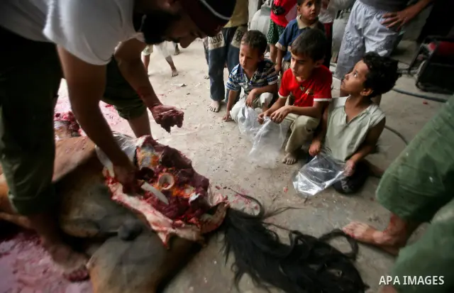 Palestinian man cuts the body of a horse after it was slaughtered for meat in a poor neighborhood in the central Gaza Strip on 15 June 2012. The people of the poor neighborhood in the center of Gaza strip slaughter horse...