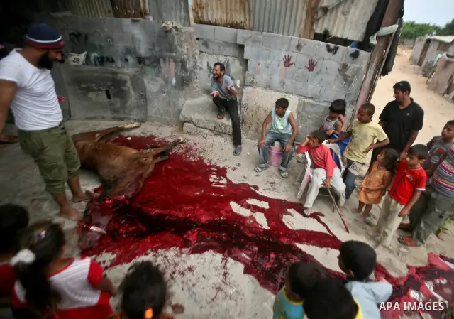 Palestinian children stand next to the body of a horse after it was slaughtered for meat in a poor neighborhood in the central Gaza Strip on 15 June 2012. The people of the poor neighborhood in the center of Gaza strip s...