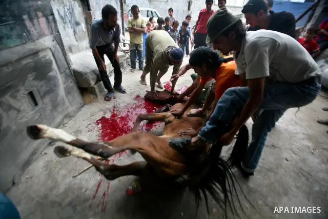 Palestinian men hold a horse during slaughter it in a poor neighborhood in the central Gaza Strip on 15 June 2012. The people of the poor neighborhood in the center of Gaza strip slaughter horses every twenty days, and d...