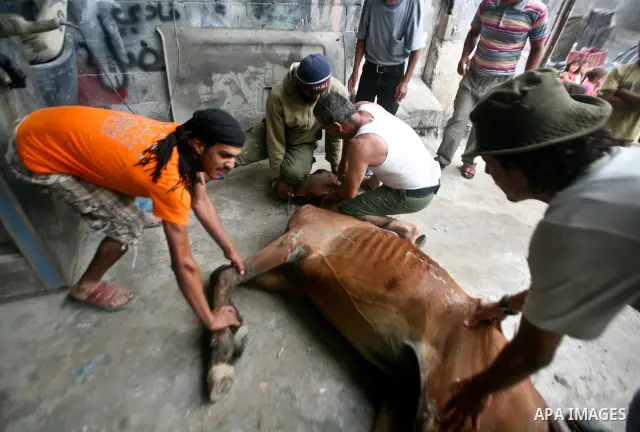 Palestinian men hold a horse during slaughter it in a poor neighborhood in the central Gaza Strip on 15 June 2012. The people of the poor neighborhood in the center of Gaza strip slaughter horses every twenty days, and d...