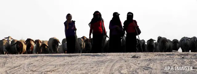 Bedouin women graze their sheeps in Zeitoun neighborhood southern Gaza city on 09 July 2012. Photo by Ashraf Amra