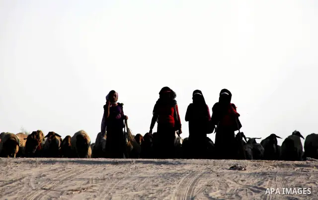 Bedouin women graze their sheeps in Zeitoun neighborhood southern Gaza city on 09 July 2012. Photo by Ashraf Amra