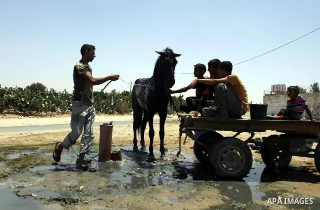 Palestinians wash their horse in the street during hot weather and high temperature in the southern Gaza Strip town of Rafah on July 12, 2012. Photo by Eyad Al Baba
