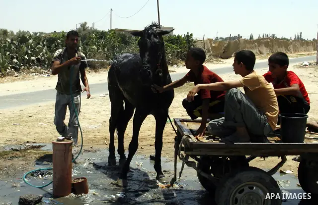 Palestinians wash their horse in the street during hot weather and high temperature in the southern Gaza Strip town of Rafah on July 12, 2012. Photo by Eyad Al Baba